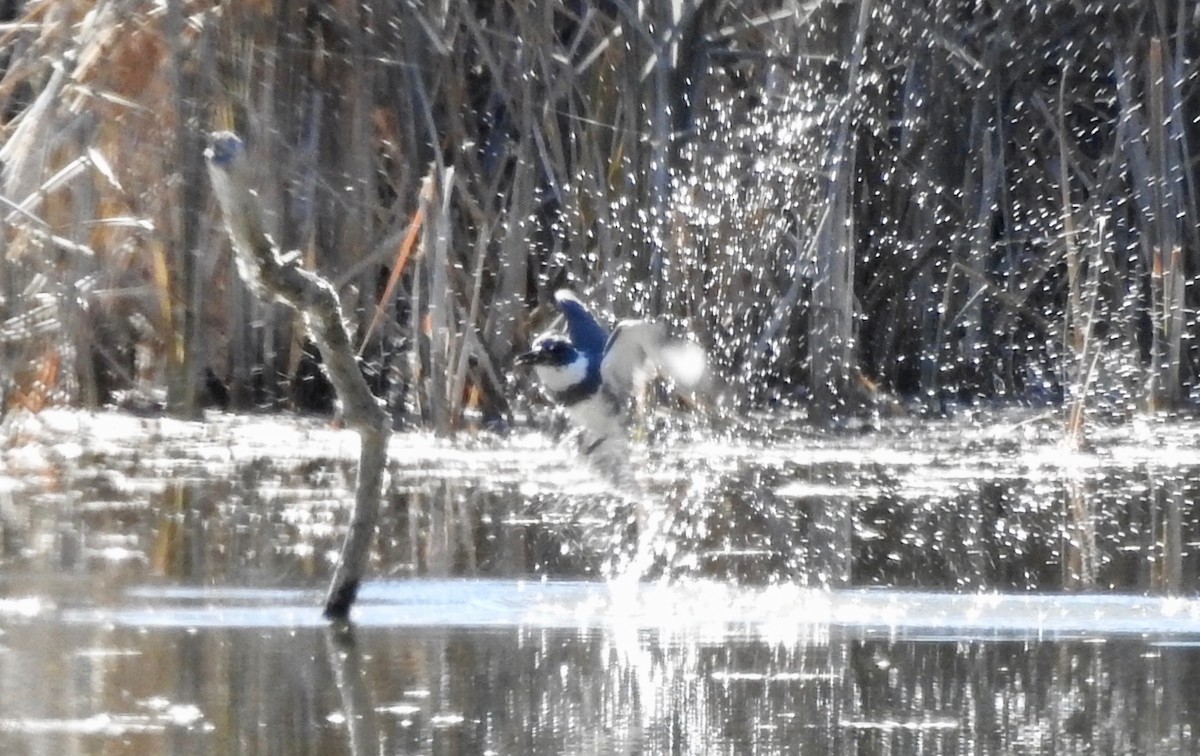 Belted Kingfisher - ML119983471