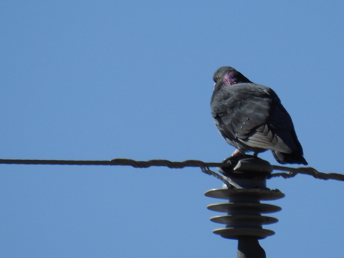 Rock Pigeon (Feral Pigeon) - ML119983581