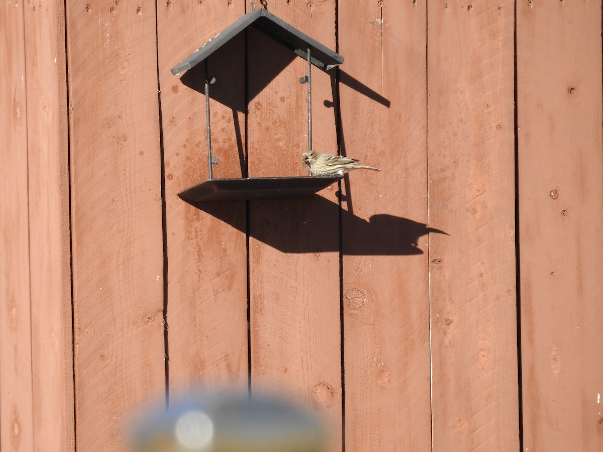 House Finch - ML119983931