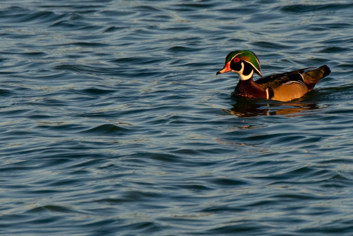 Wood Duck - Mark Schulist