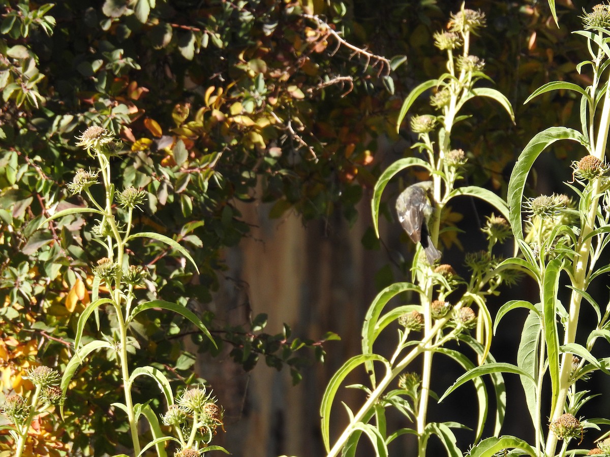 Lesser Goldfinch - ML119985141