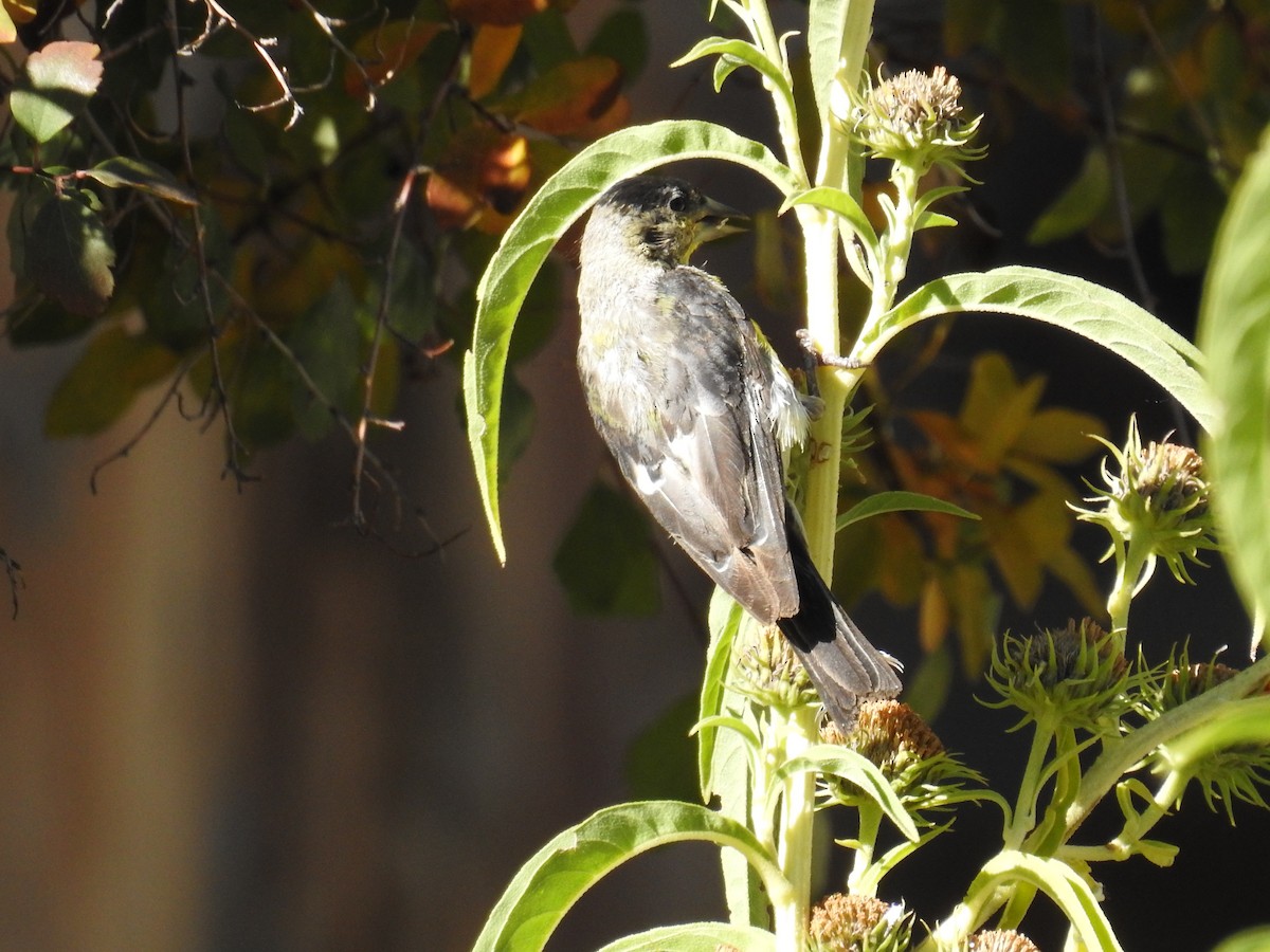 Lesser Goldfinch - ML119985171