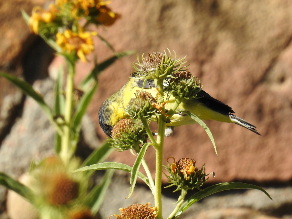 Lesser Goldfinch - ML119985261