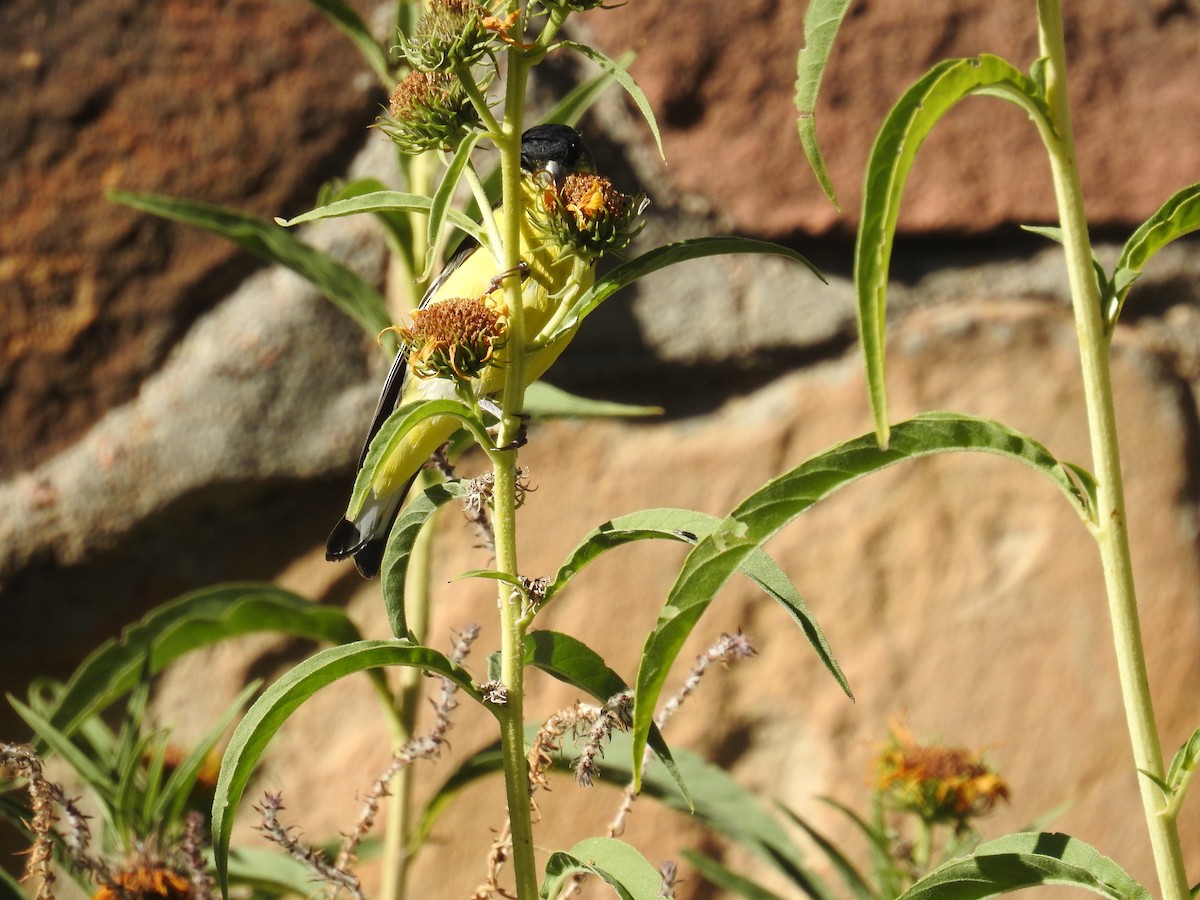 Lesser Goldfinch - ML119985281