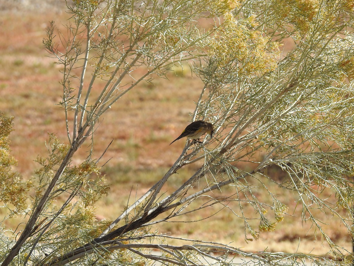 Yellow-rumped Warbler - ML119986041