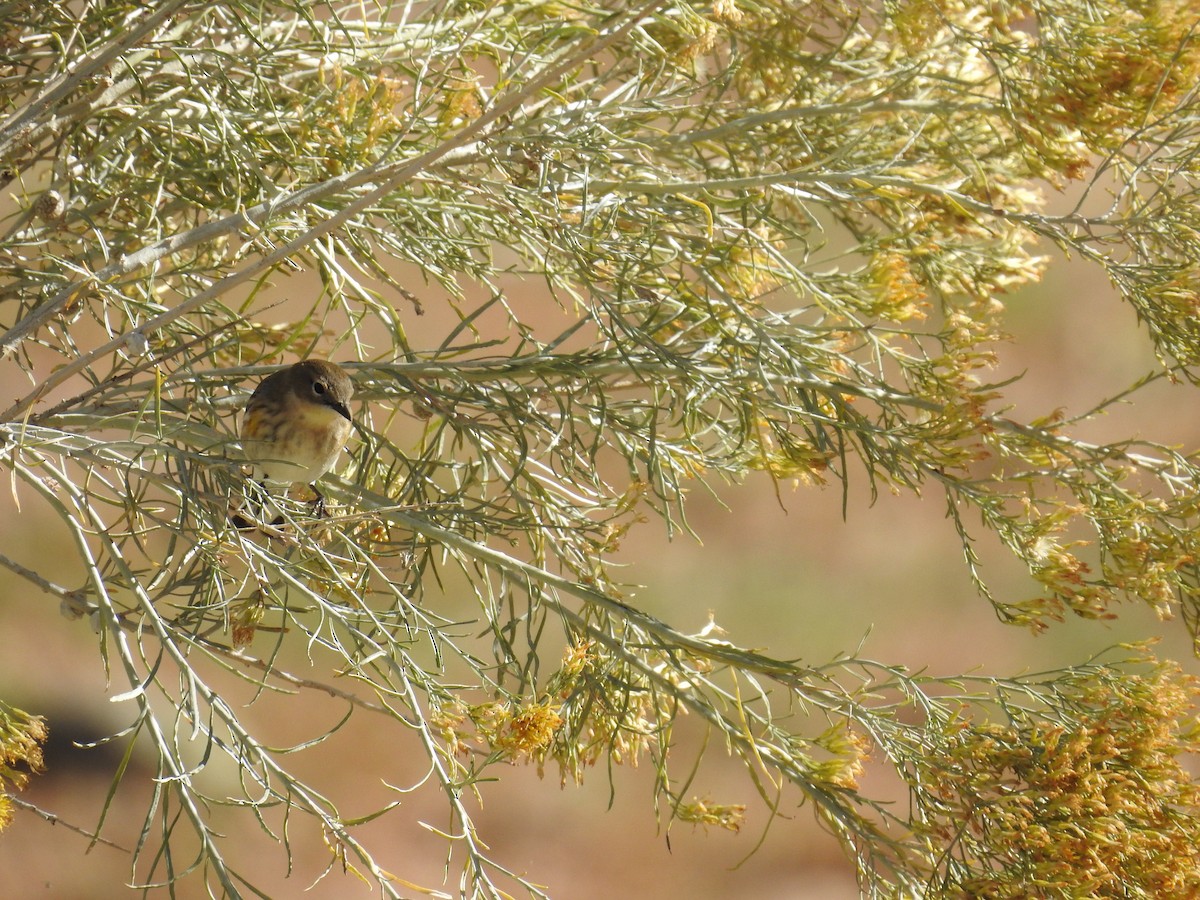 Yellow-rumped Warbler - ML119986081