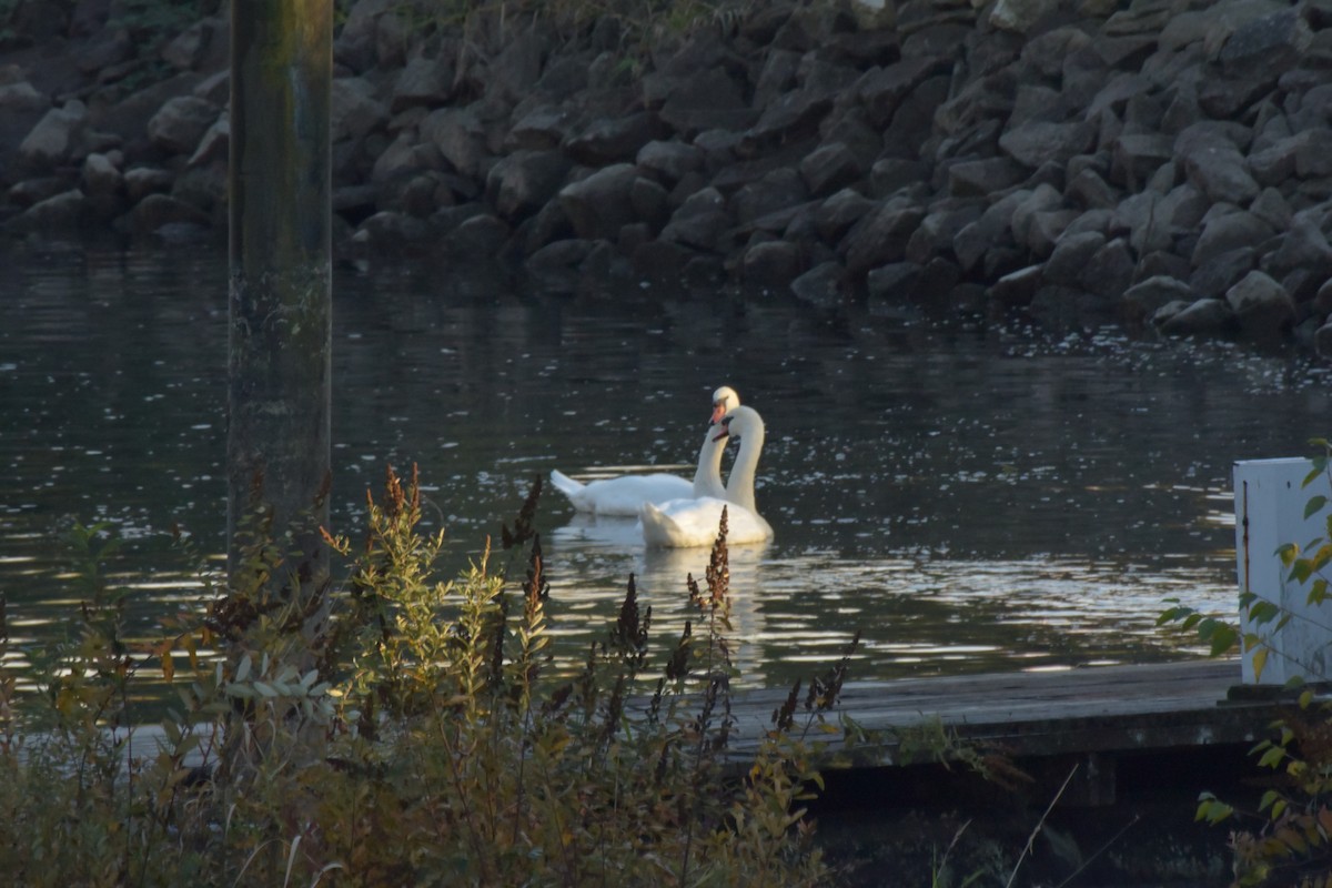 Cygne tuberculé - ML119986551