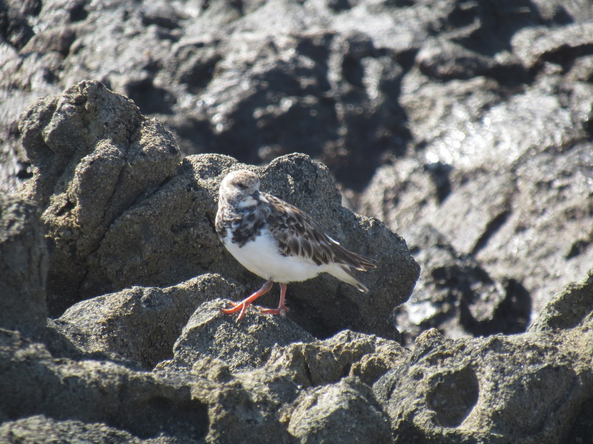 Ruddy Turnstone - ML119986951