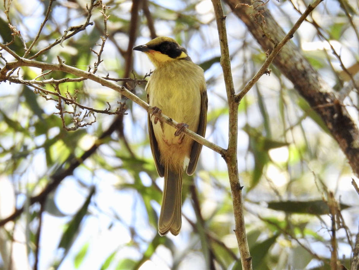 Yellow-tufted Honeyeater - ML119987611