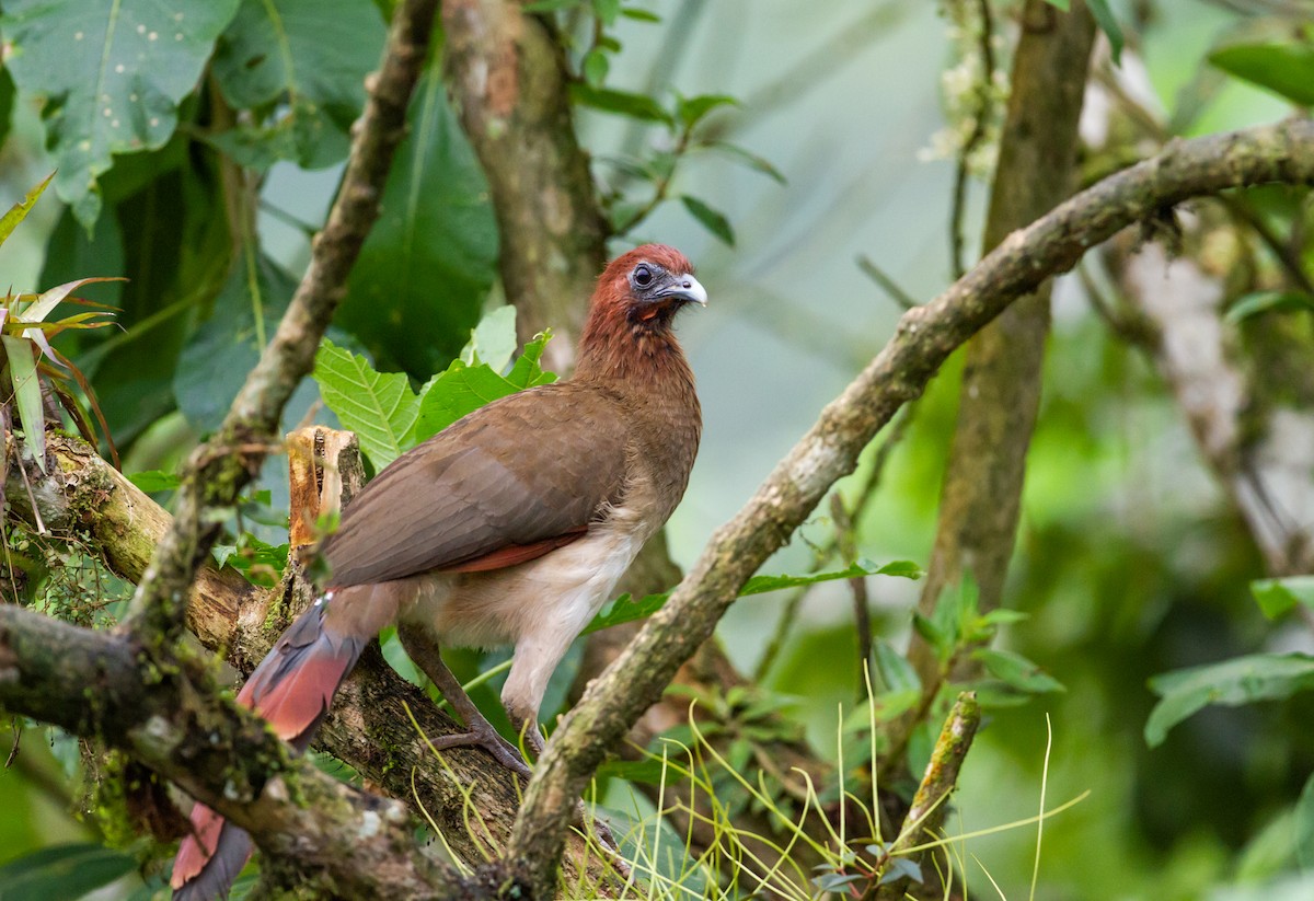 Rufous-headed Chachalaca - Nick Athanas