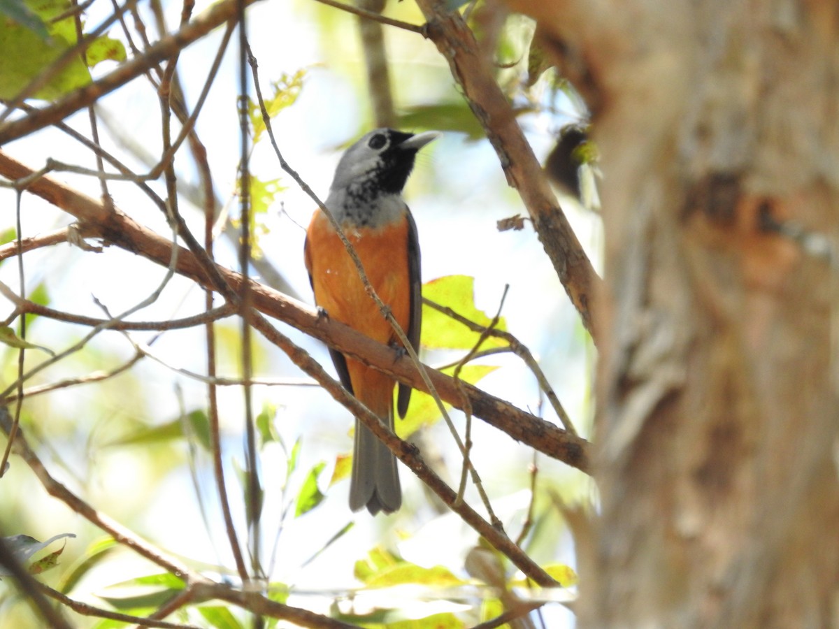 Black-faced Monarch - ML119987751