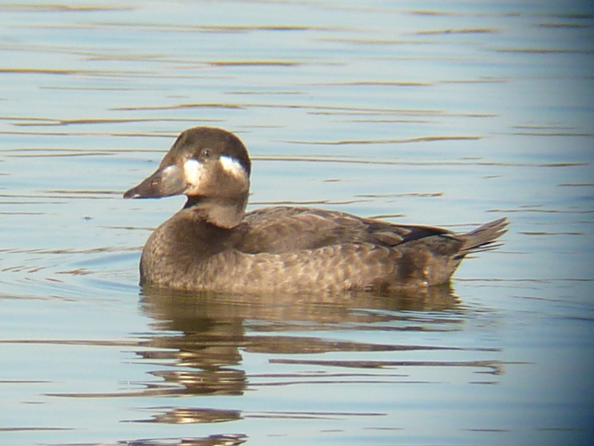 Surf Scoter - ML119987831