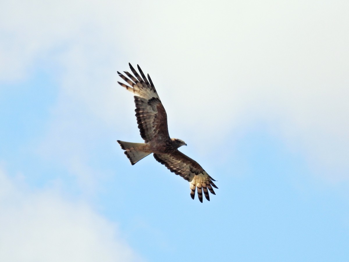 Square-tailed Kite - ML119987881