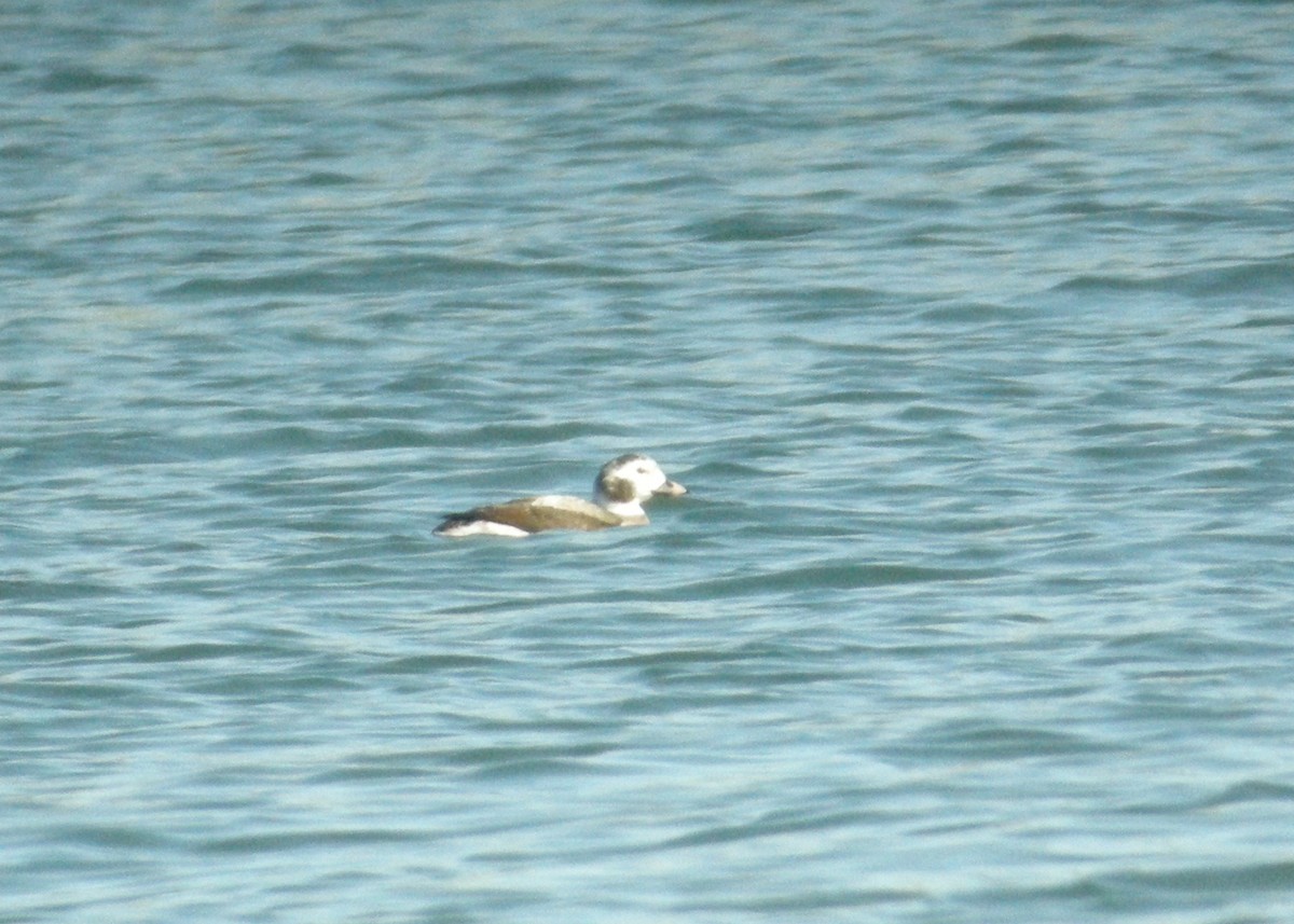 Long-tailed Duck - ML119990571
