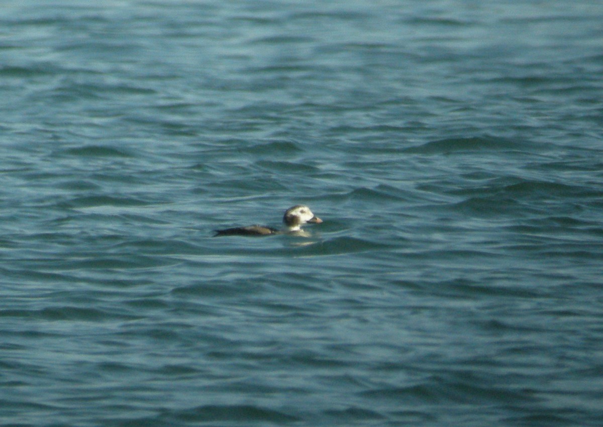 Long-tailed Duck - ML119990581