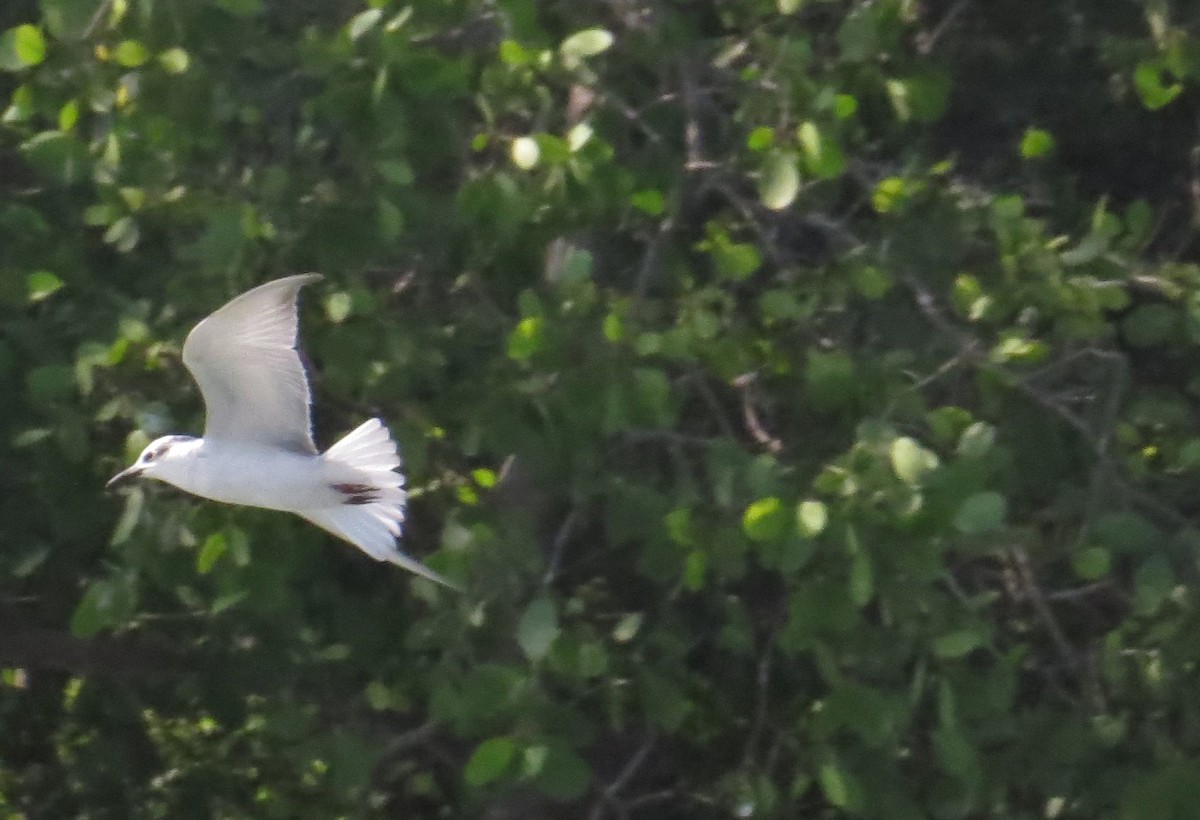 White-winged Tern - ML119990811