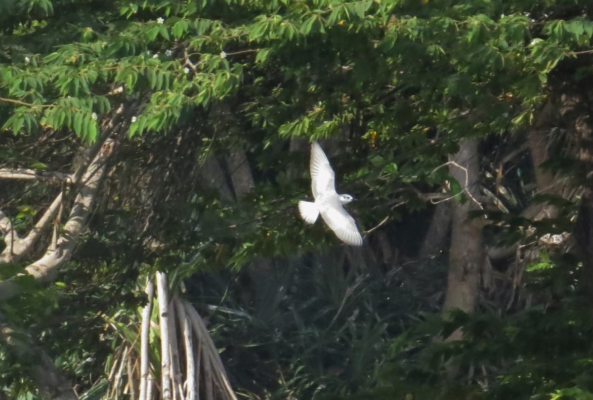 White-winged Tern - ML119990821