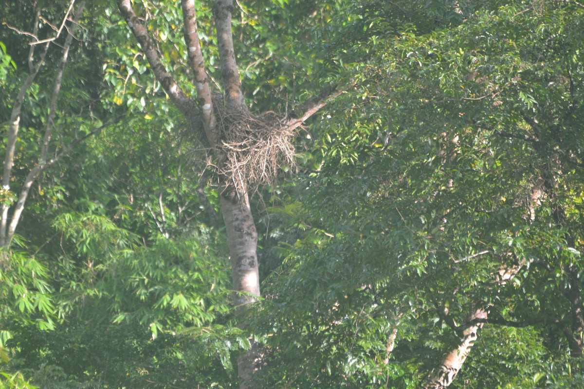 Gray-headed Fish-Eagle - ML119991561
