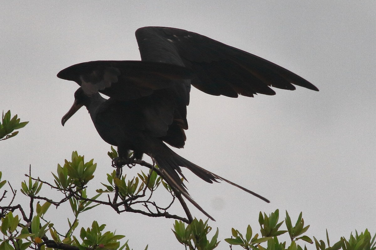 Magnificent Frigatebird - ML119992001