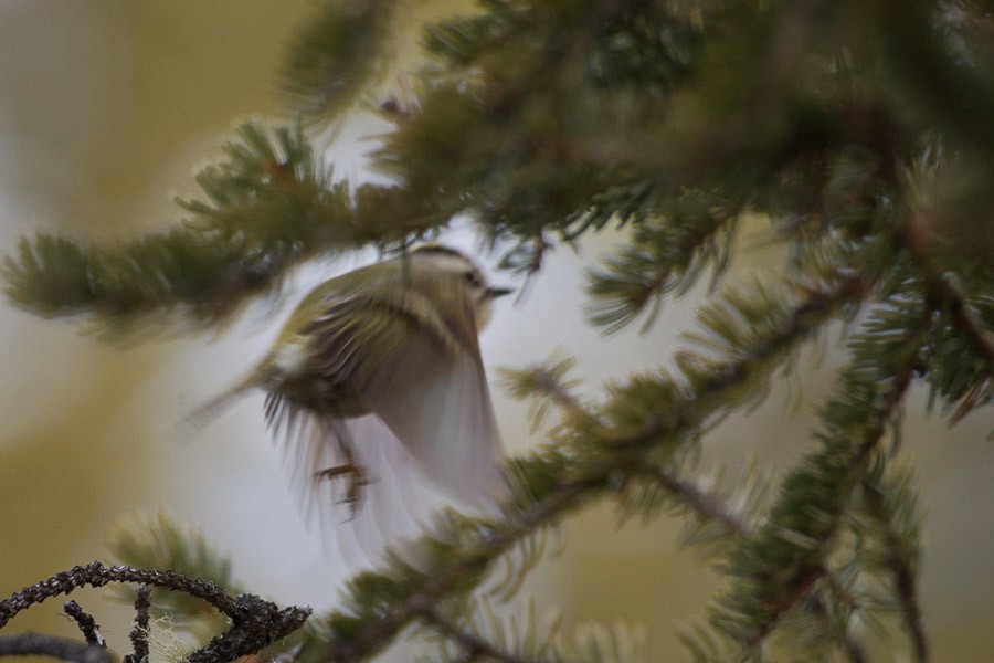 Golden-crowned Kinglet - Jukka Jantunen