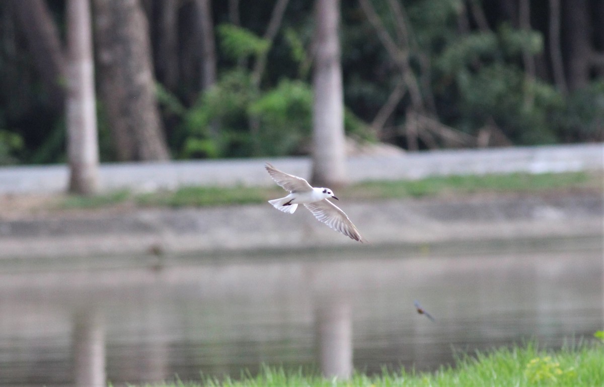 White-winged Tern - ML119993621