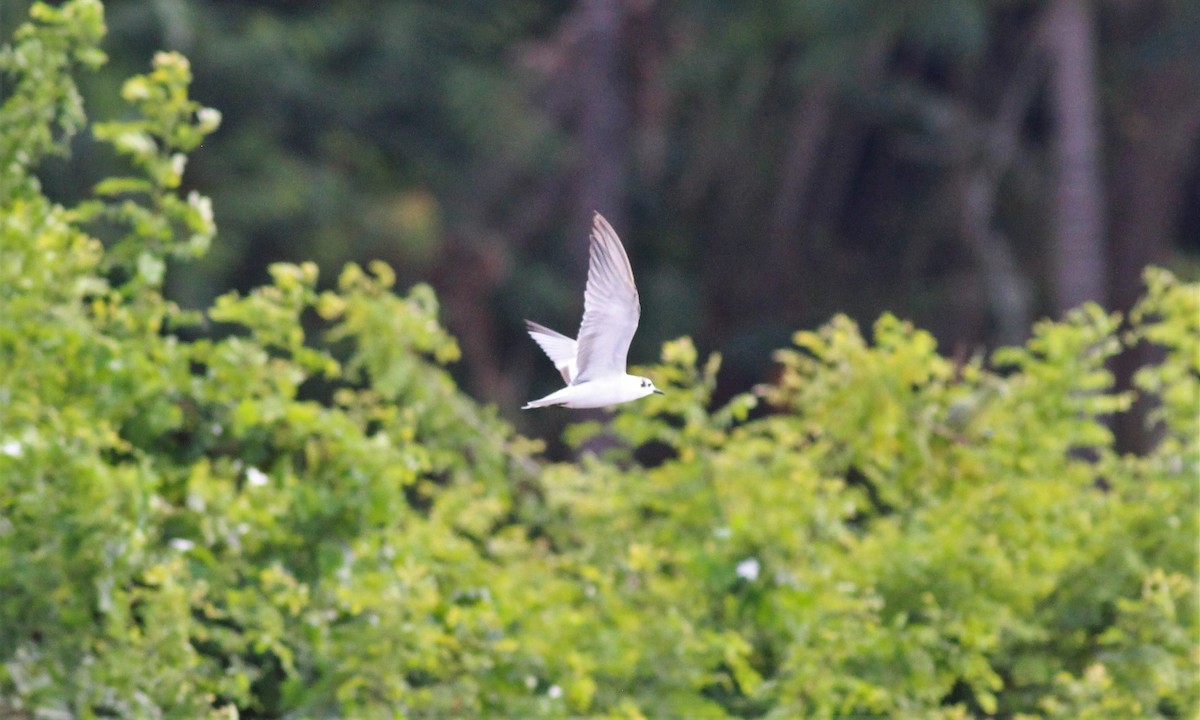 White-winged Tern - ML119993681