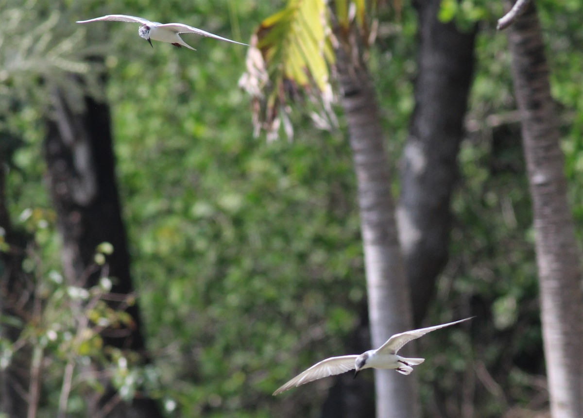 White-winged Tern - ML119993801