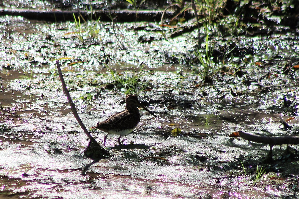 Wilson's Snipe - David Lerwill