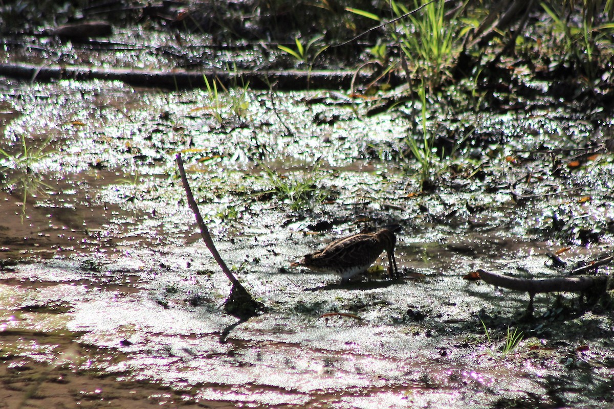 Wilson's Snipe - David Lerwill