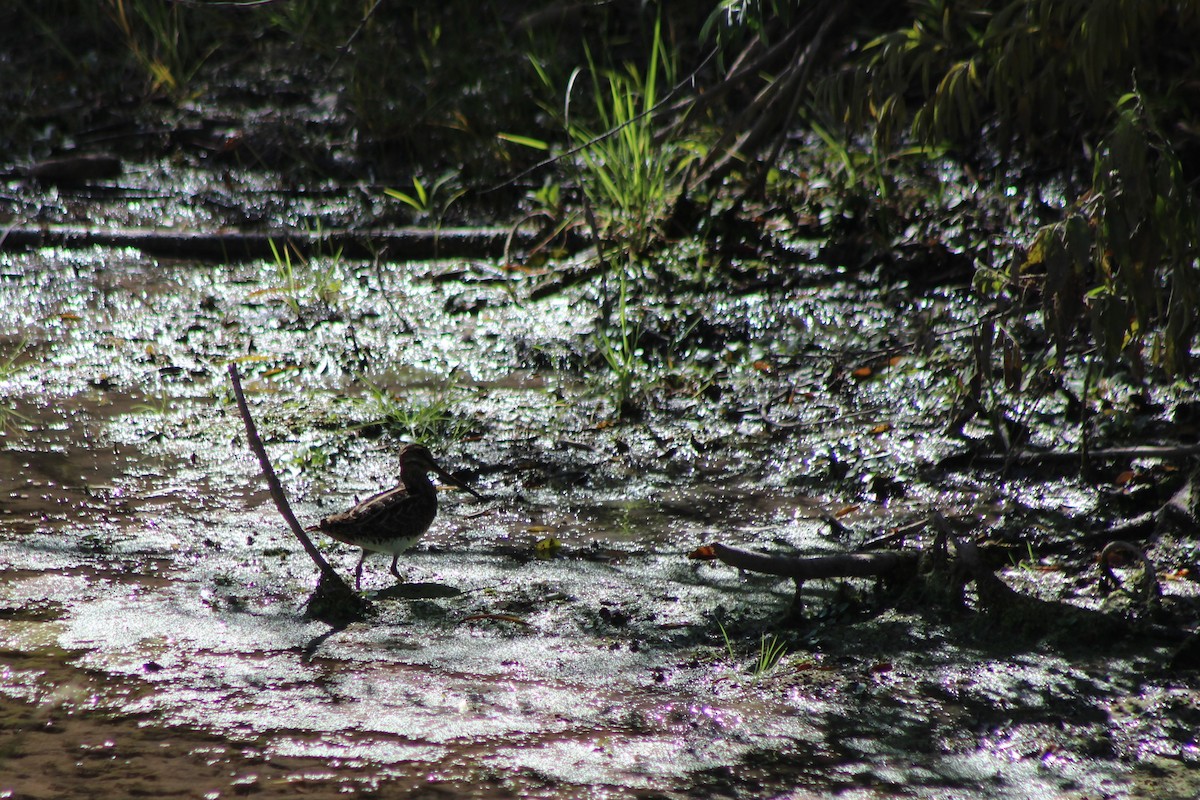 Wilson's Snipe - David Lerwill