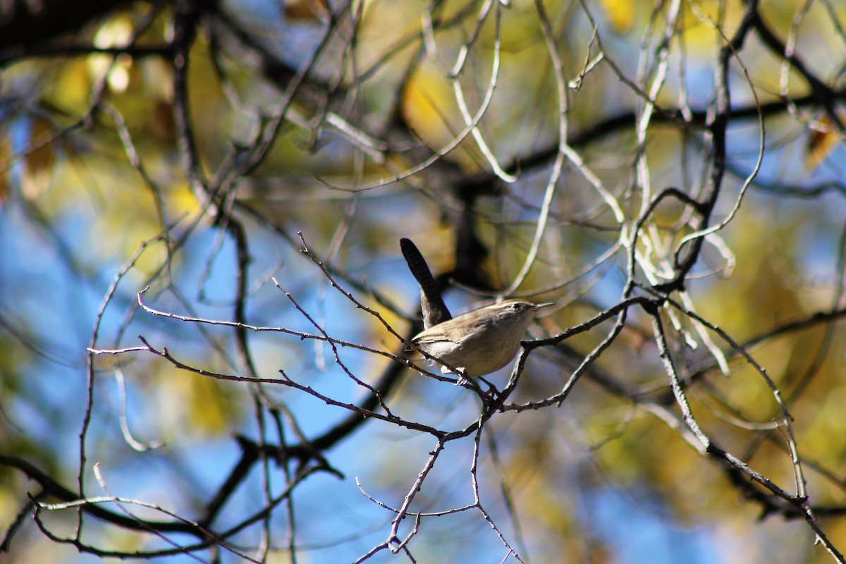 Bewick's Wren - David Lerwill