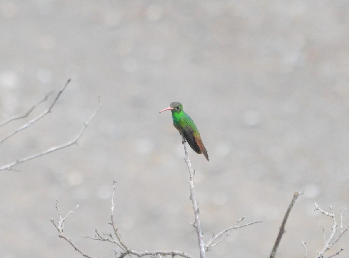 Buff-bellied Hummingbird - Eli Gross