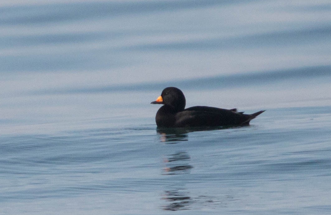 Black Scoter - ML119998201