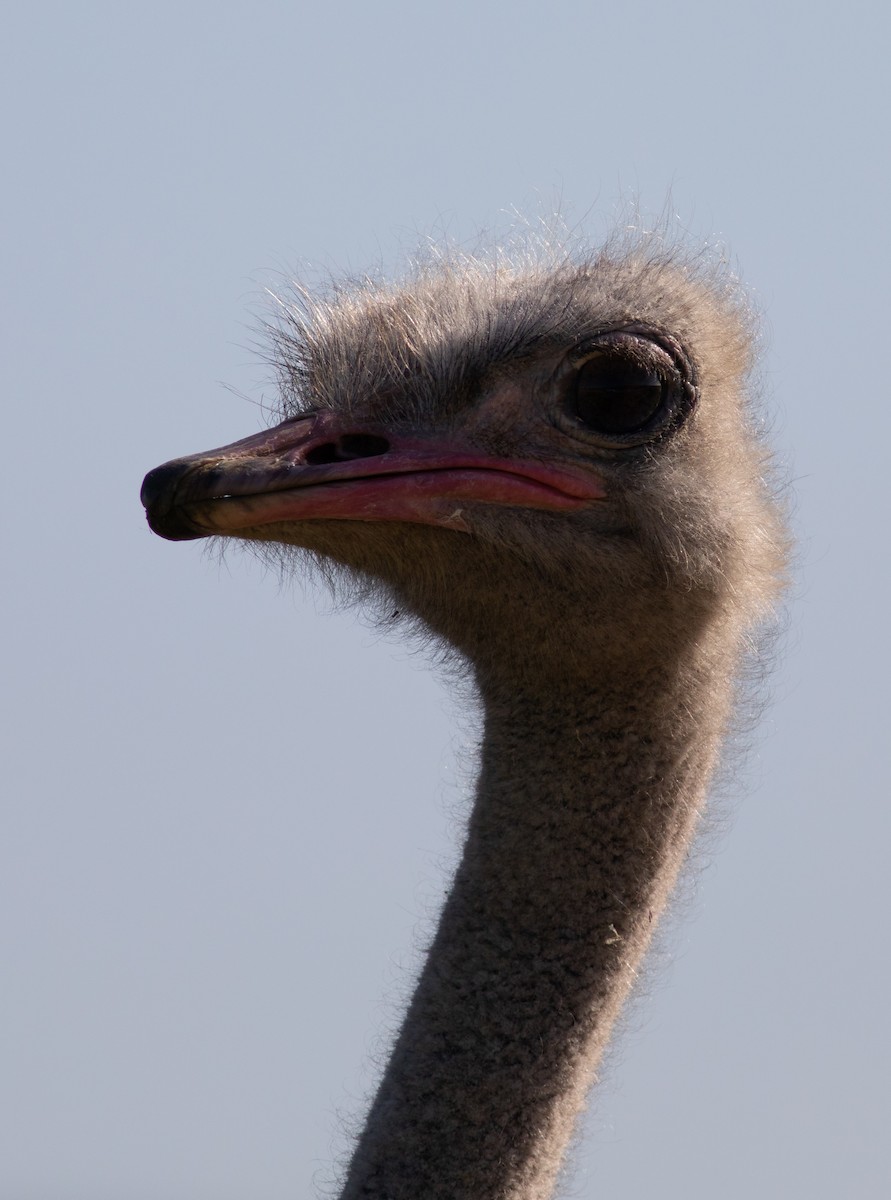 Common Ostrich - ML119998271