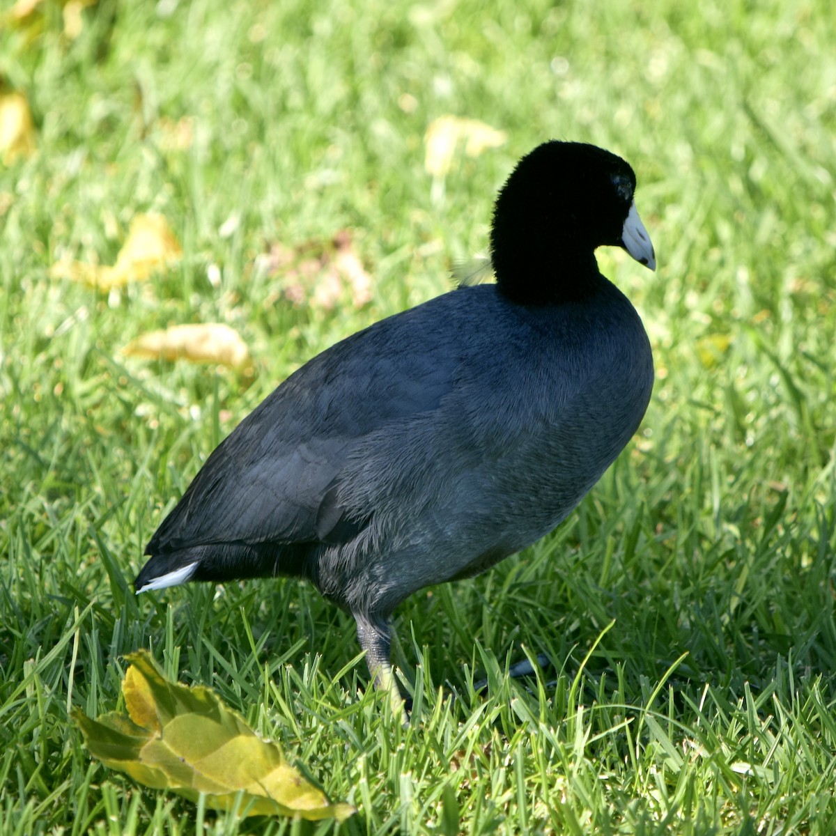 American Coot - ML119999131