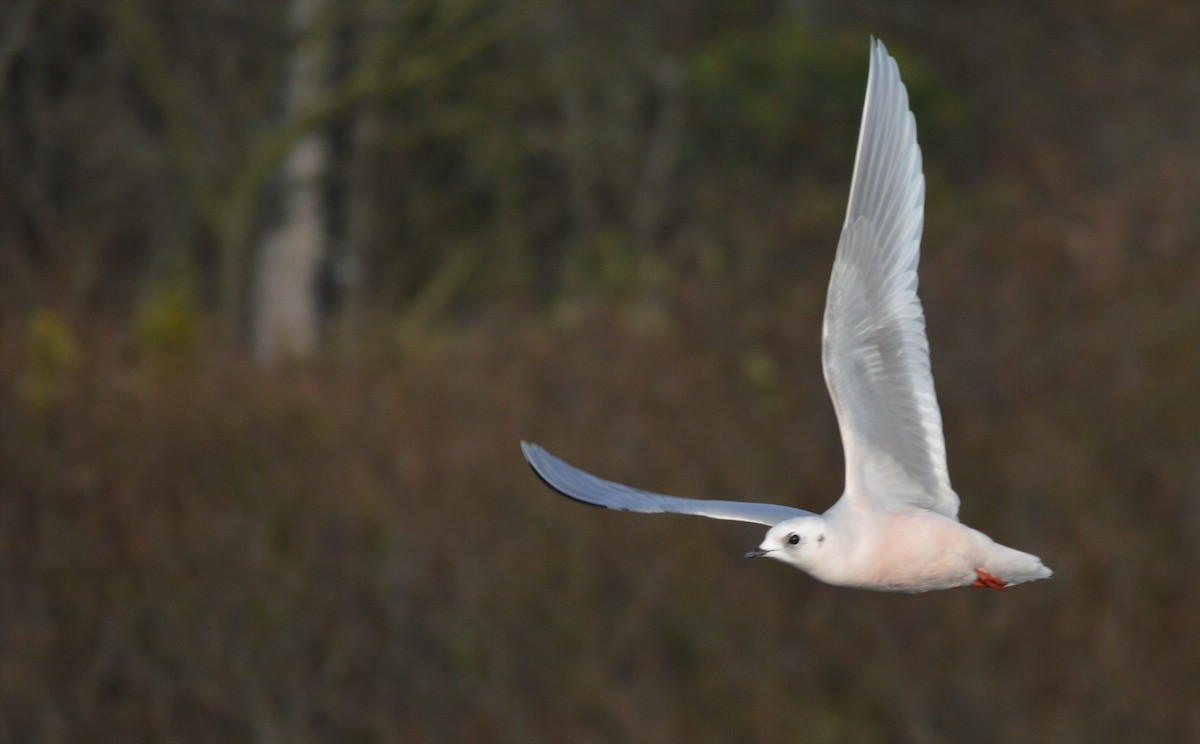 Mouette rosée - ML119999911