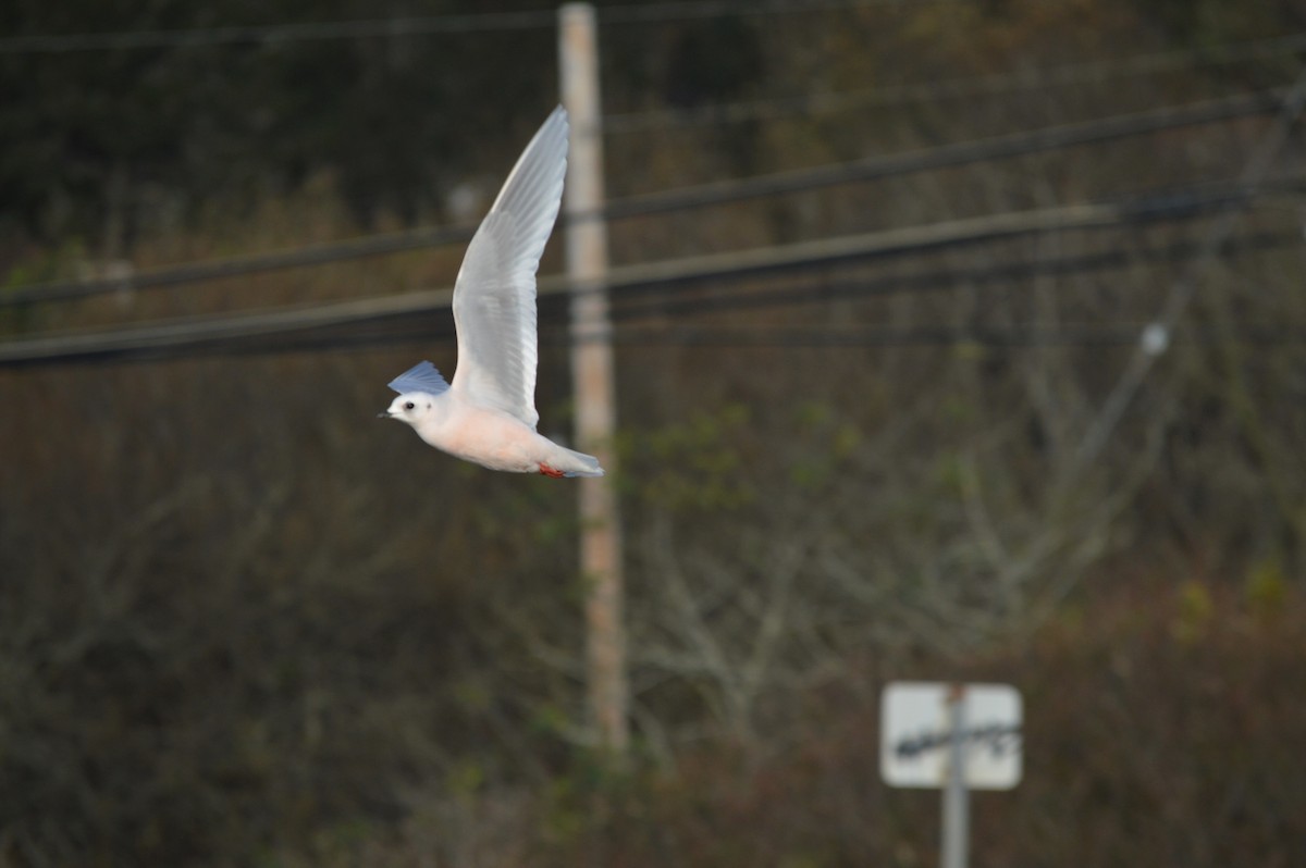 Ross's Gull - ML119999941