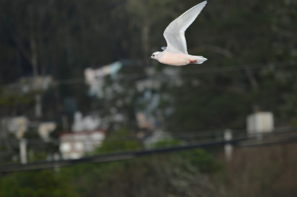 Ross's Gull - Eli Gross