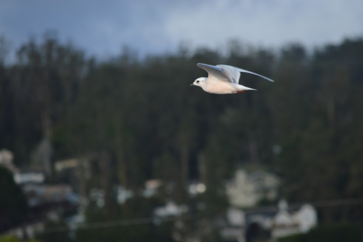 Ross's Gull - ML119999991