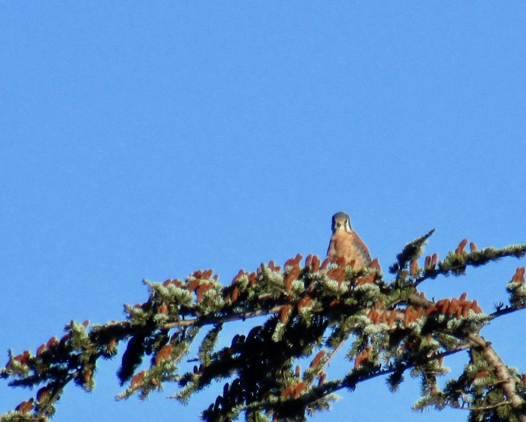 American Kestrel - ML120000181