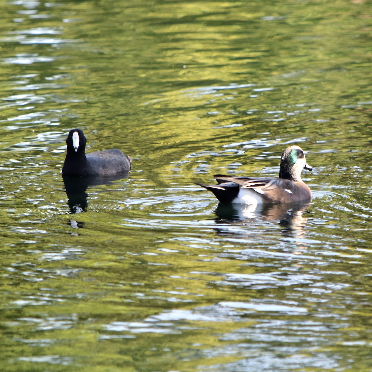 American Wigeon - ML120000391