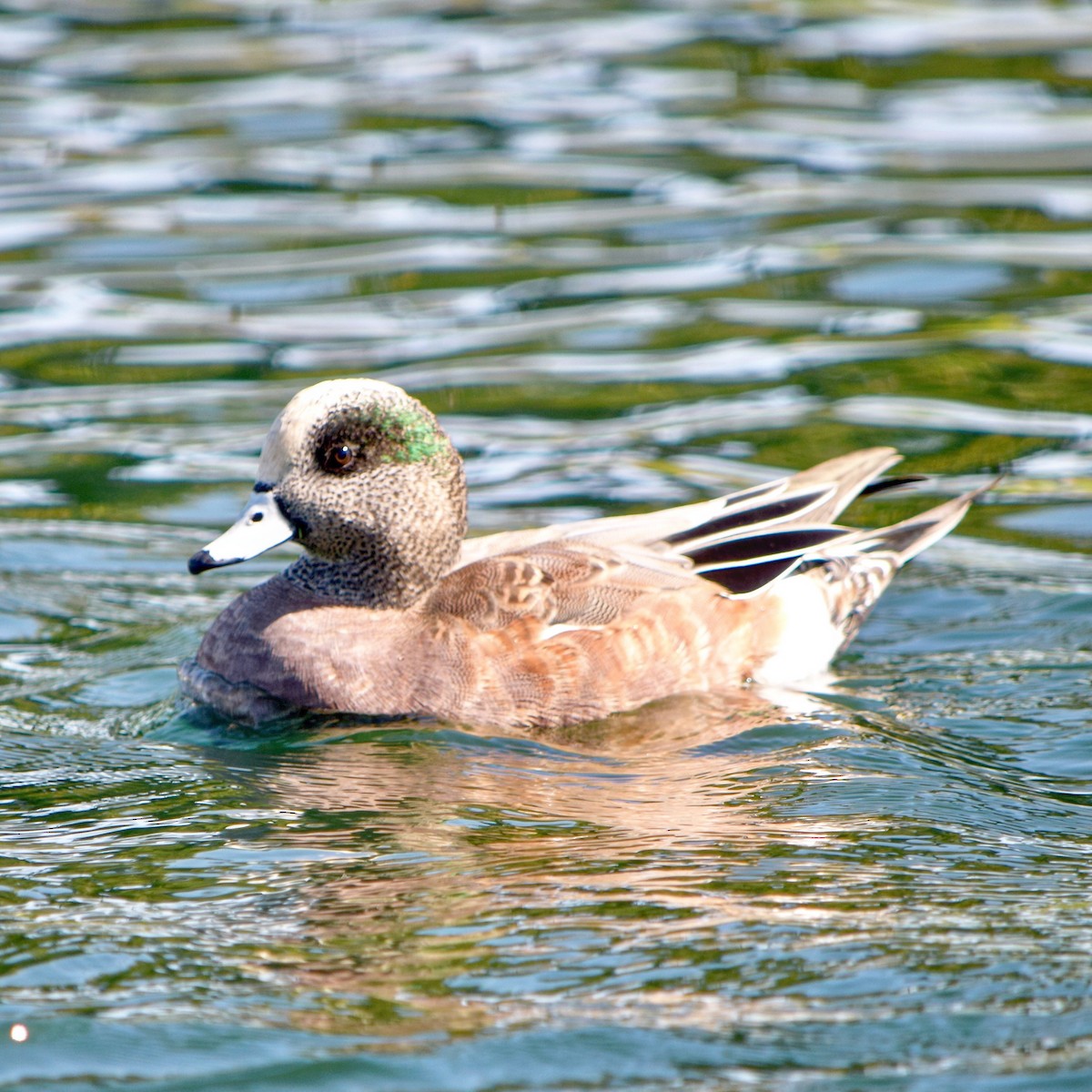 American Wigeon - ML120000401