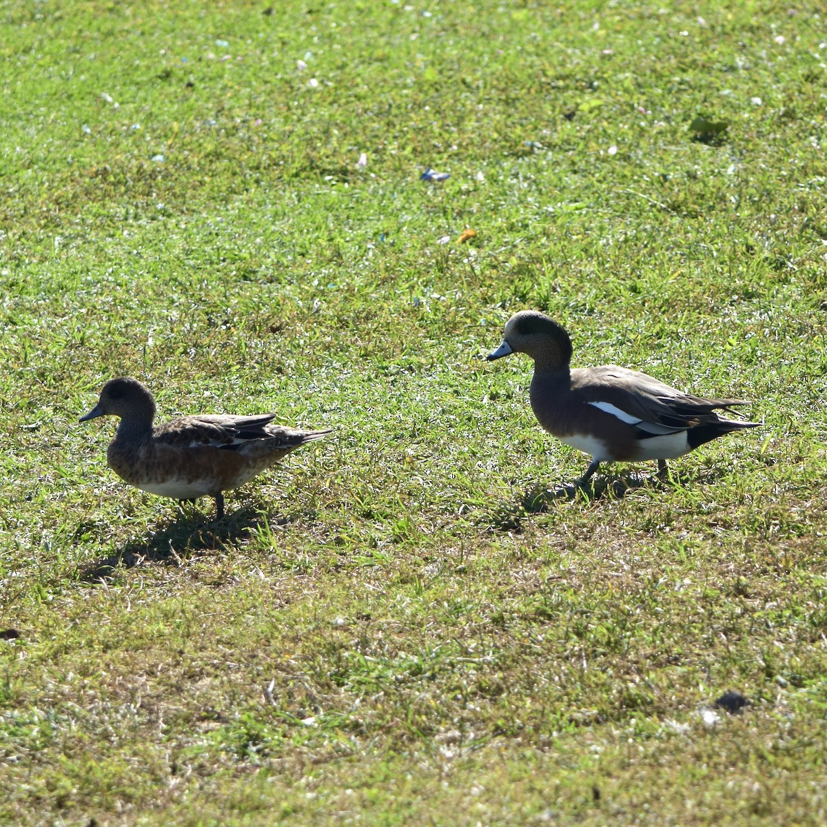 American Wigeon - ML120000411