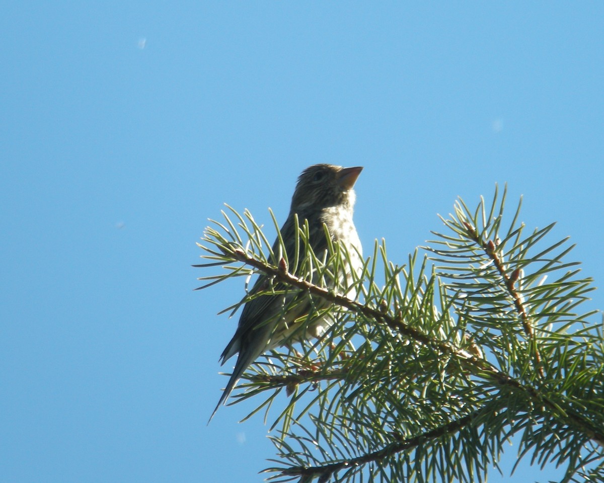Чечевиця рожевовола - ML120000441