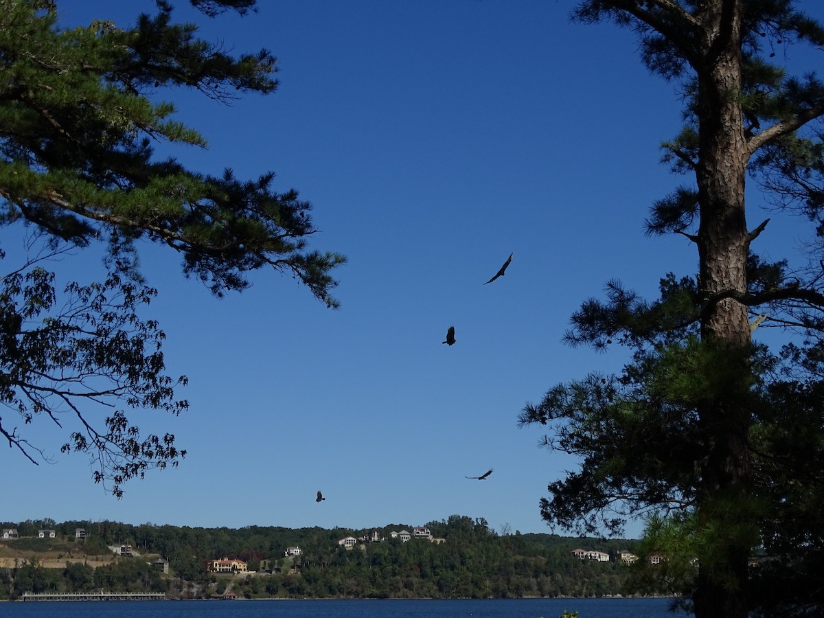 Turkey Vulture - ML120000671