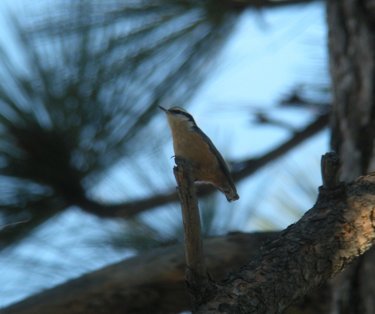Повзик канадський - ML120001151