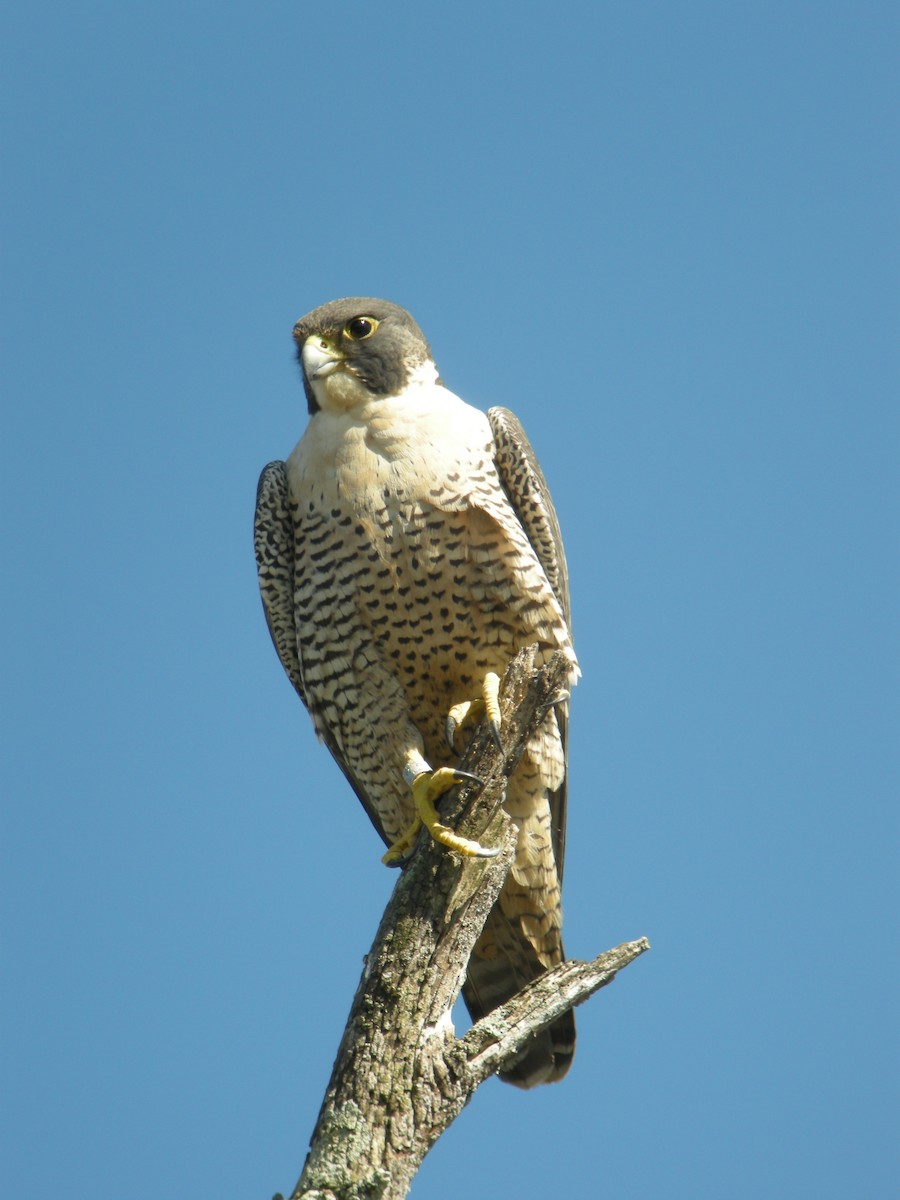 Сапсан - ML120001781