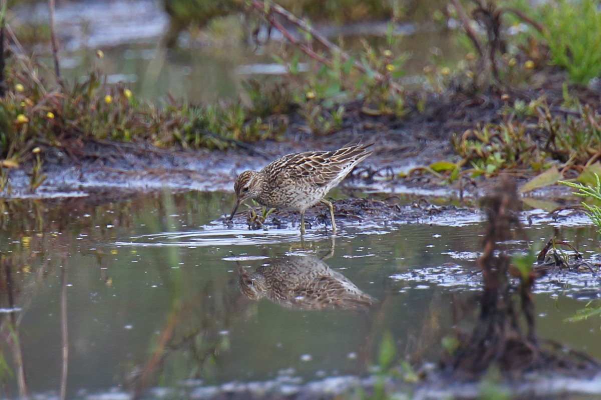 Sharp-tailed Sandpiper - Anonymous