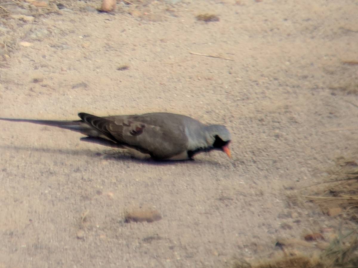 Namaqua Dove - ML120004561