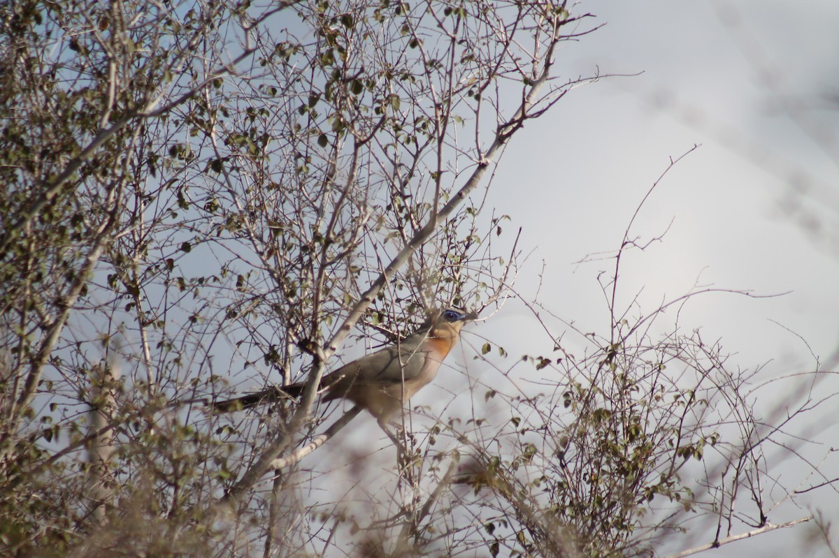 Coua coureur - ML120004811